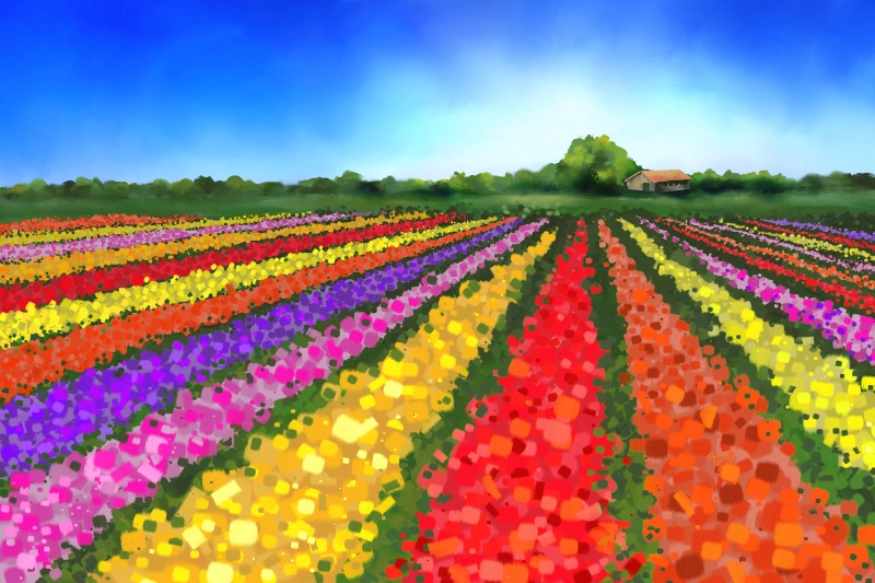 Colorful Dutch tulipfields with farm house