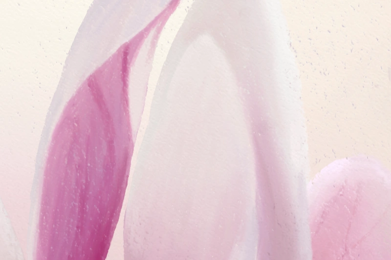 Digital soft pastel painting of Magnolia flowers in white and pink detail 2