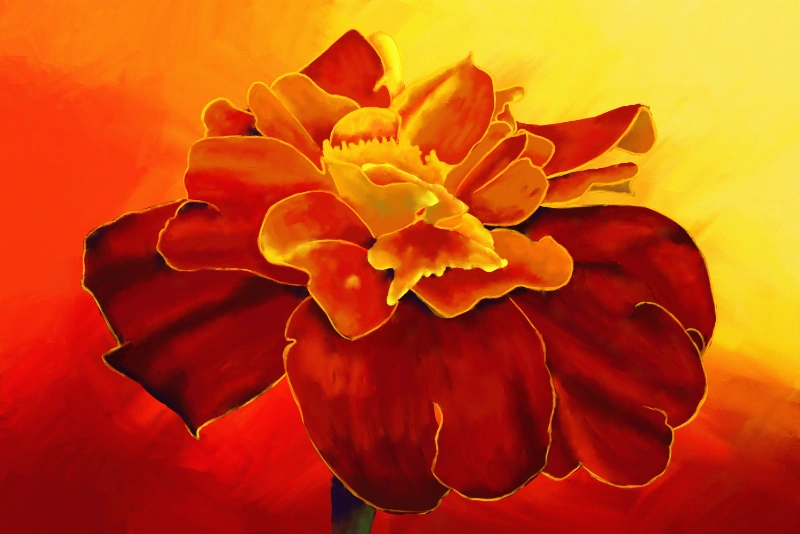 Marigold digital acrylic painting