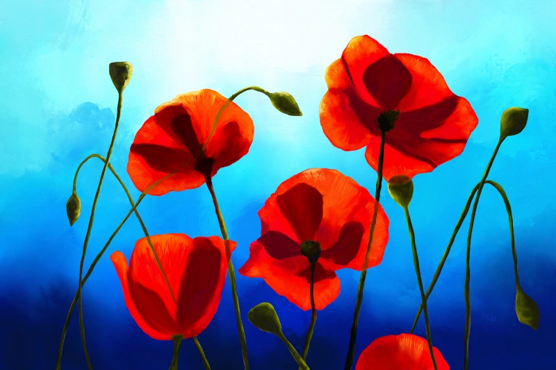 Red Poppies and a blue sky